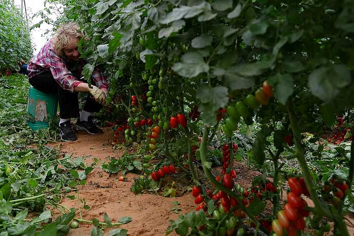 Volunteer picking cherry tomatoes on a farm in Moshav Mivtahim, Israel.